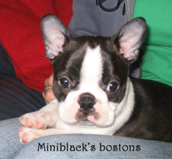 Miniblack's pentu - Miniblack's puppy