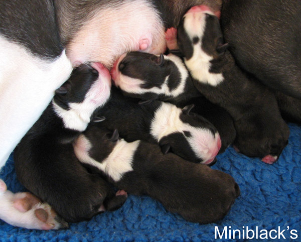 Sissi's puppies at the age of 5 hours
