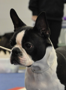 Justus - Miniblack's Final Countdown