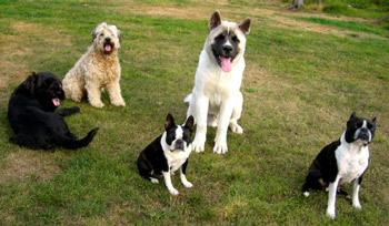 Yhden perheen kaikki viisi koiraa, joista kaksi on bostonia