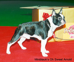 Miniblack's Oh Sweet Arnold 